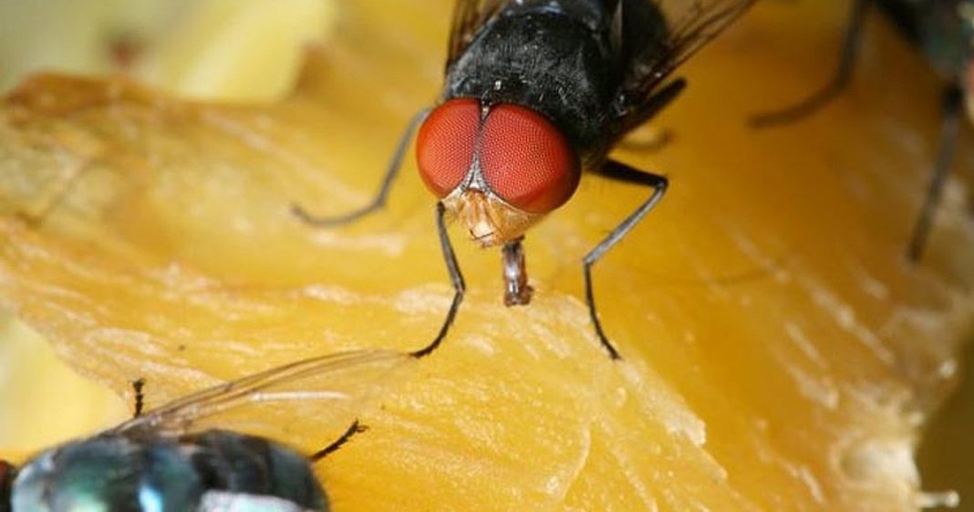 Esto es lo que pasa si comes algo donde se ha posado una mosca