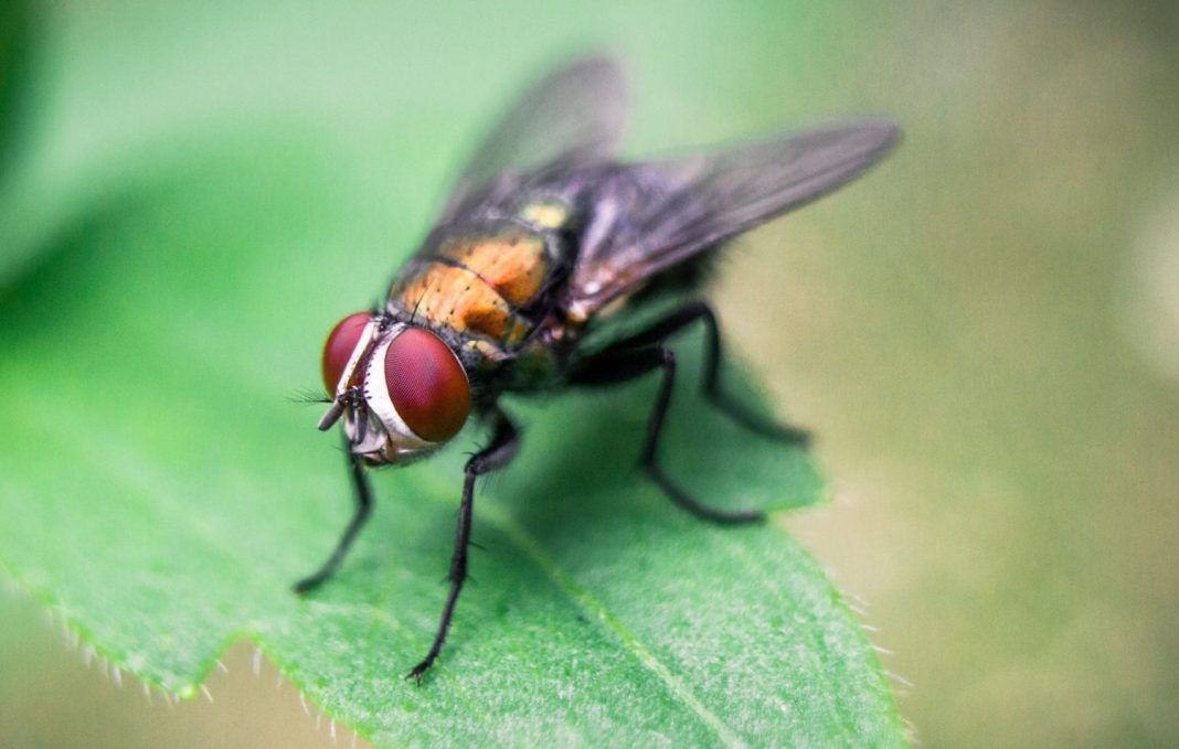 Esto es lo que pasa si comes algo donde se ha posado una mosca