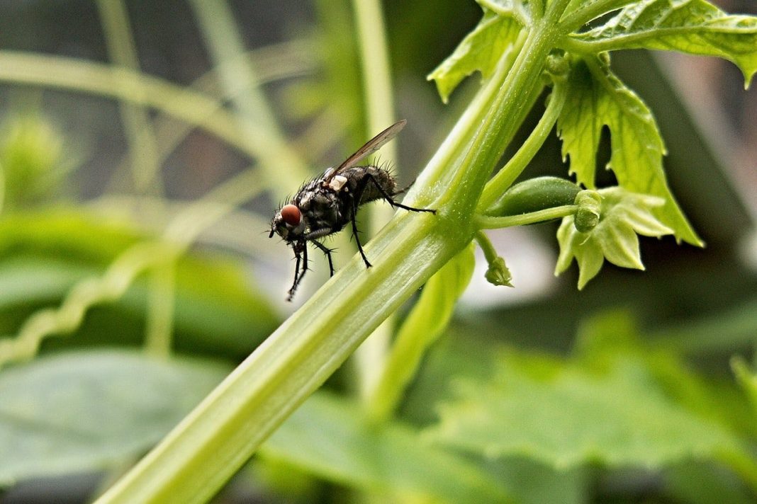 Esto es lo que pasa si comes algo donde se ha posado una mosca