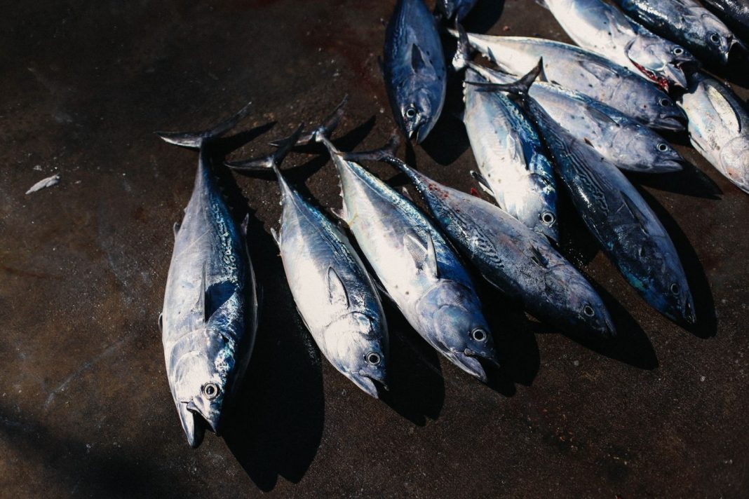 Bonito encebollado la receta clásica que casi nadie rechaza