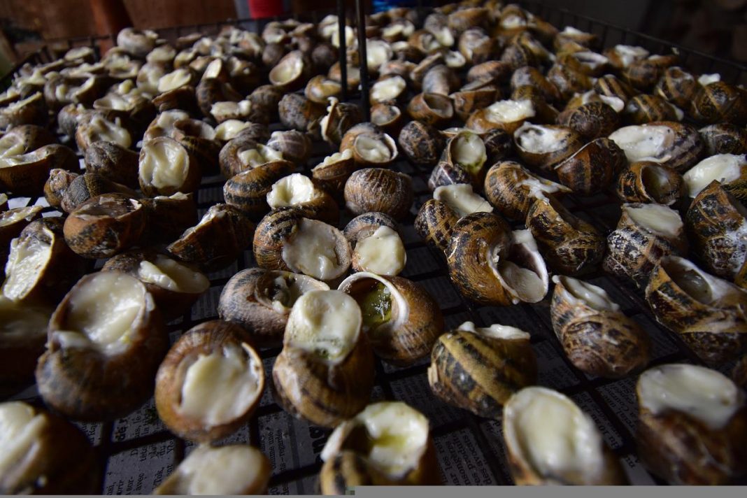 Caracoles en salsa este es el tiempo que debes tenerlos para que salgan exquisitos