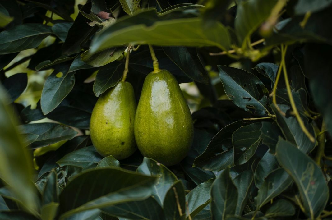 El helado de aguacate para cuidarte incluso en verano