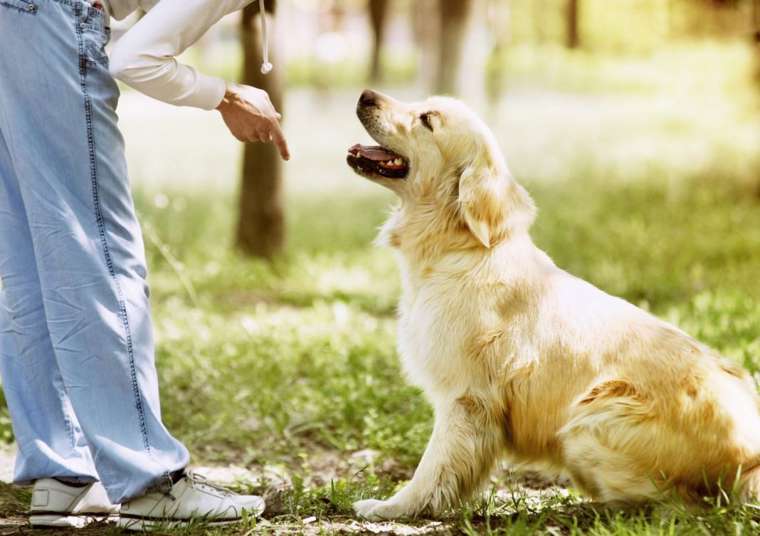 Esta es la raza de perro más obediente del mundo