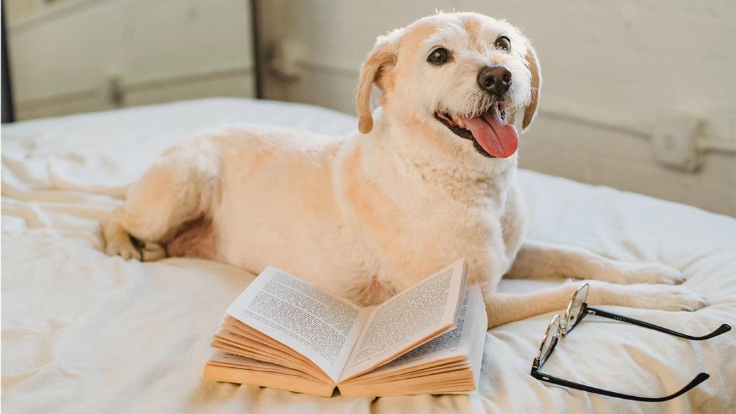 Border Terrier, el que todos quisimos