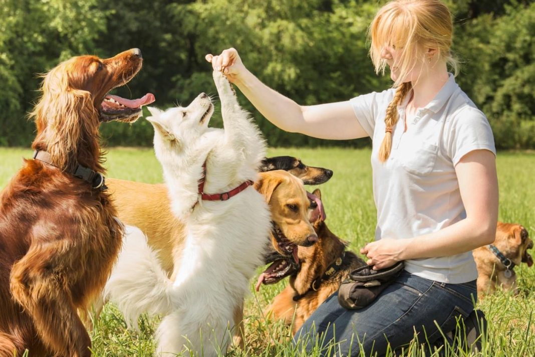 El perro elegido por las fuerzas de seguridad