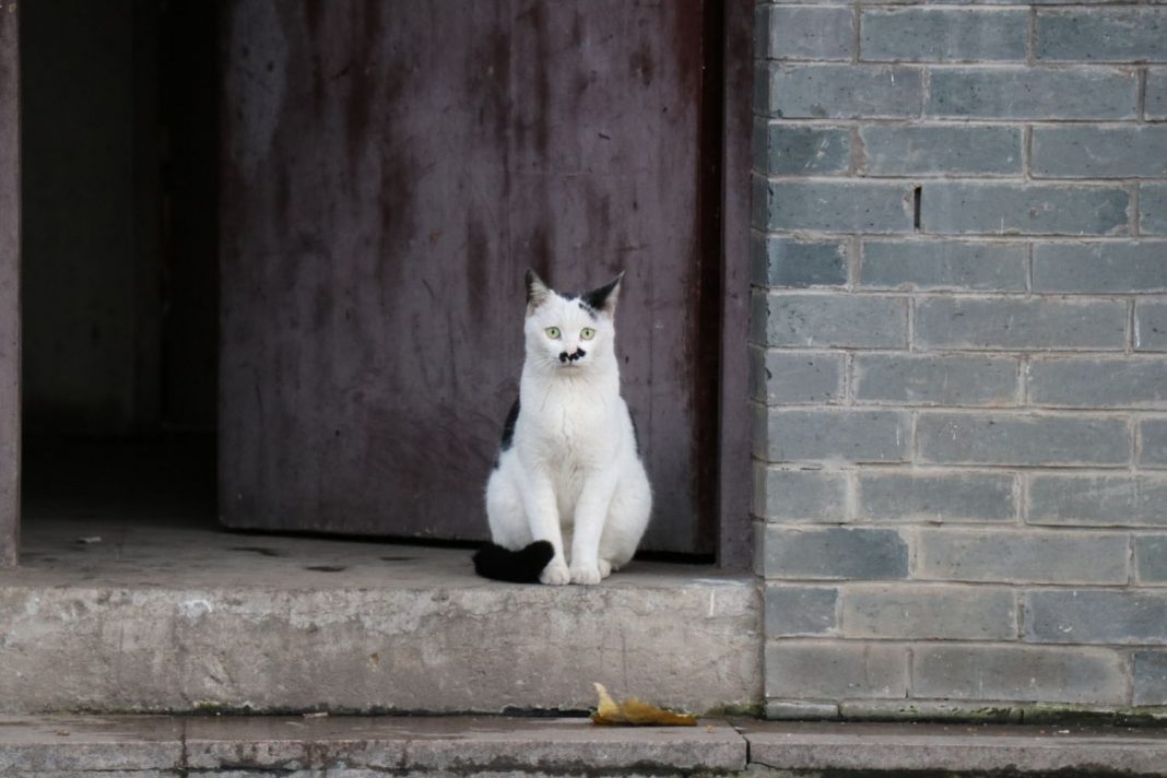 Gato en salsa la receta alavesa que pone el vello de punta a los amantes felinos