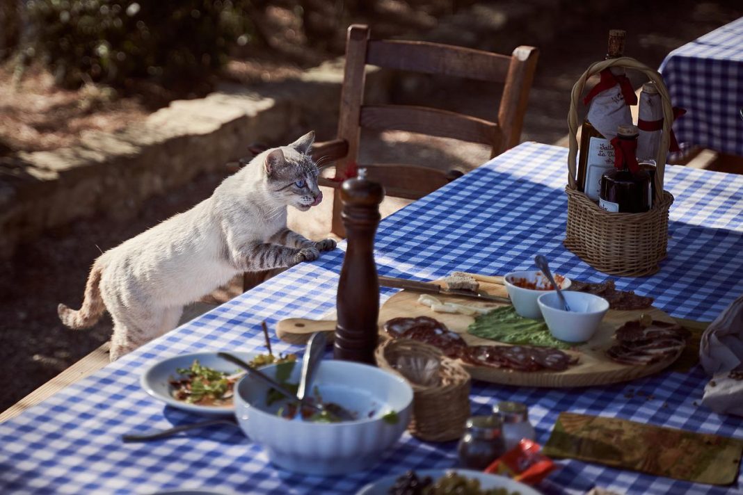 Gato en salsa la receta alavesa que pone el vello de punta a los amantes felinos