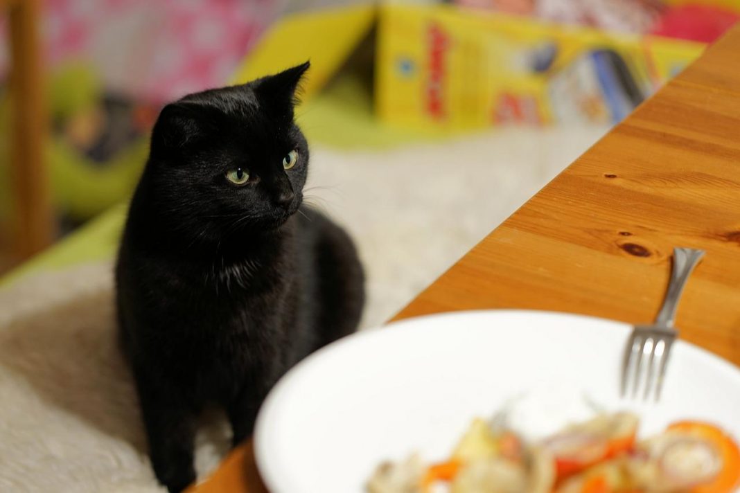 Gato en salsa la receta alavesa que pone el vello de punta a los amantes felinos