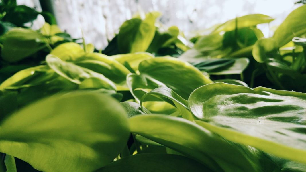 Paparajotes así se hace el postre más típico de Murcia