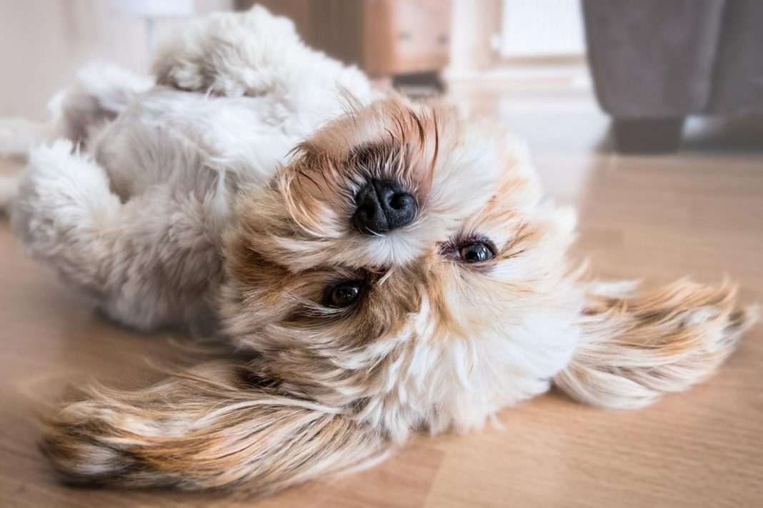 perro panza hinchada