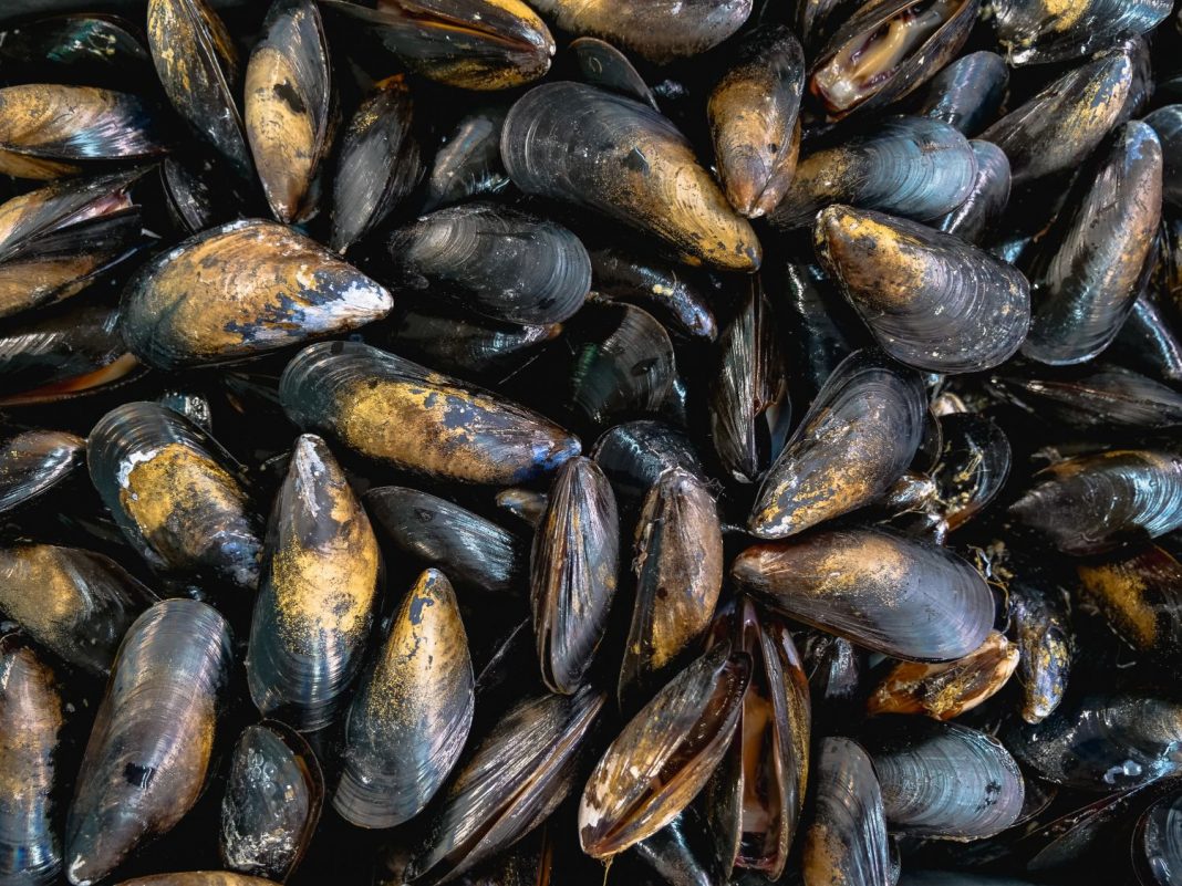 Mejillones a la marinera, el clásico que te salvará la cena tras un día de playa