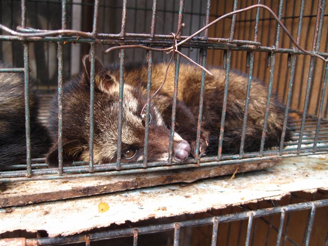 El lado oscuro del café Kopi Luwak