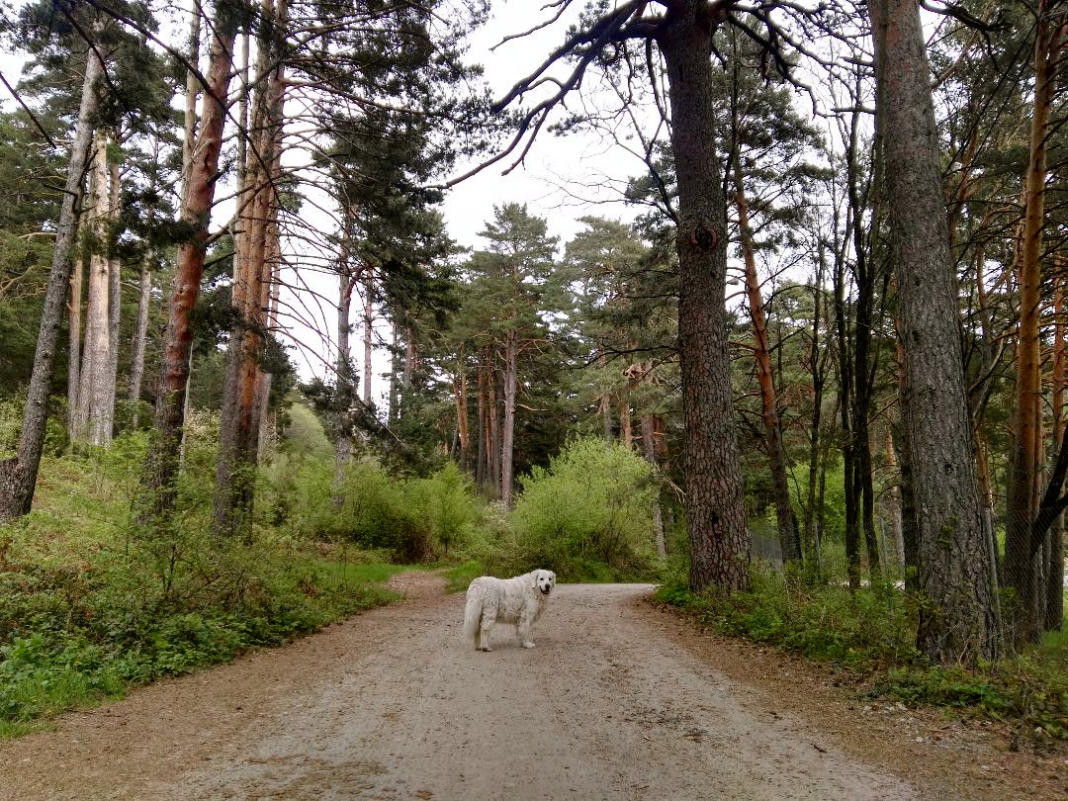 Cercedilla