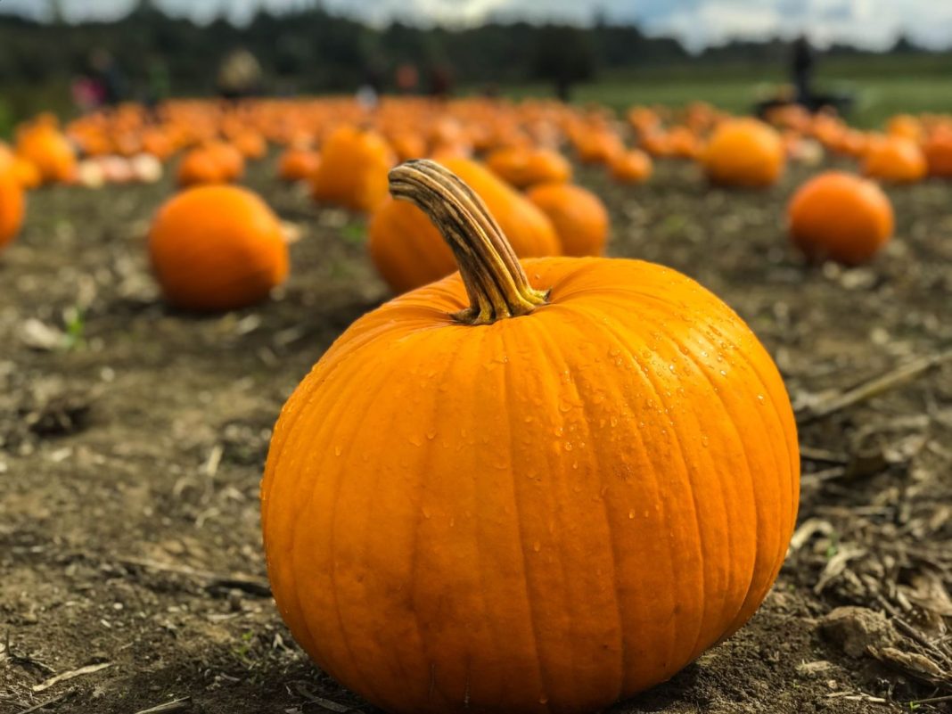 Bizcocho de calabaza: así te saldrá esponjoso para comerlo en Halloween