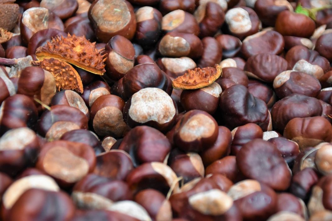 El truco para hacer castañas en el microondas y que salgan buenas