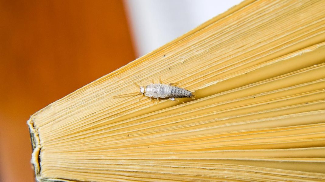 Lavanda: El mejor método natural para eliminar los pececillos de plata