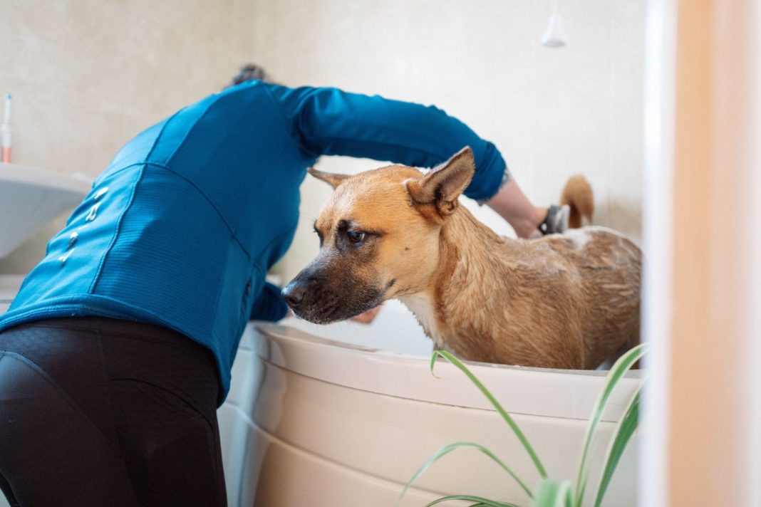 Baño para mascotas