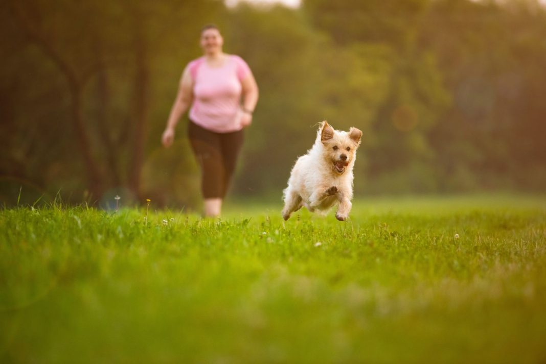 Lugares con encanto de Madrid donde puedes llevar a tu perro suelto