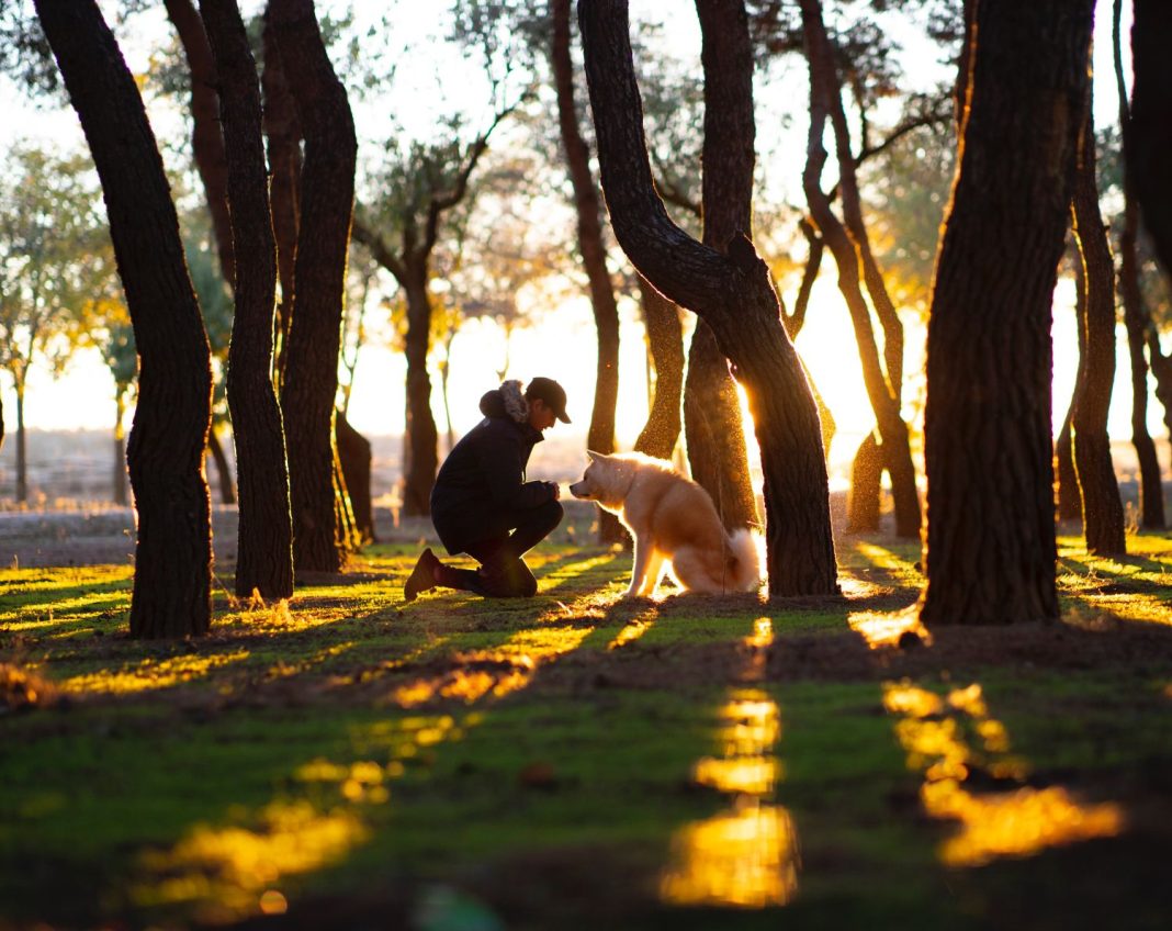 Lugares con encanto de Madrid donde puedes llevar a tu perro suelto