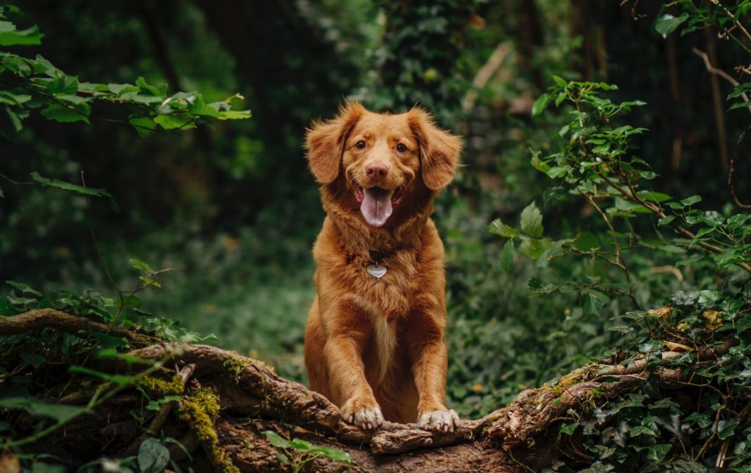 Lugares con encanto de Madrid donde puedes llevar a tu perro suelto