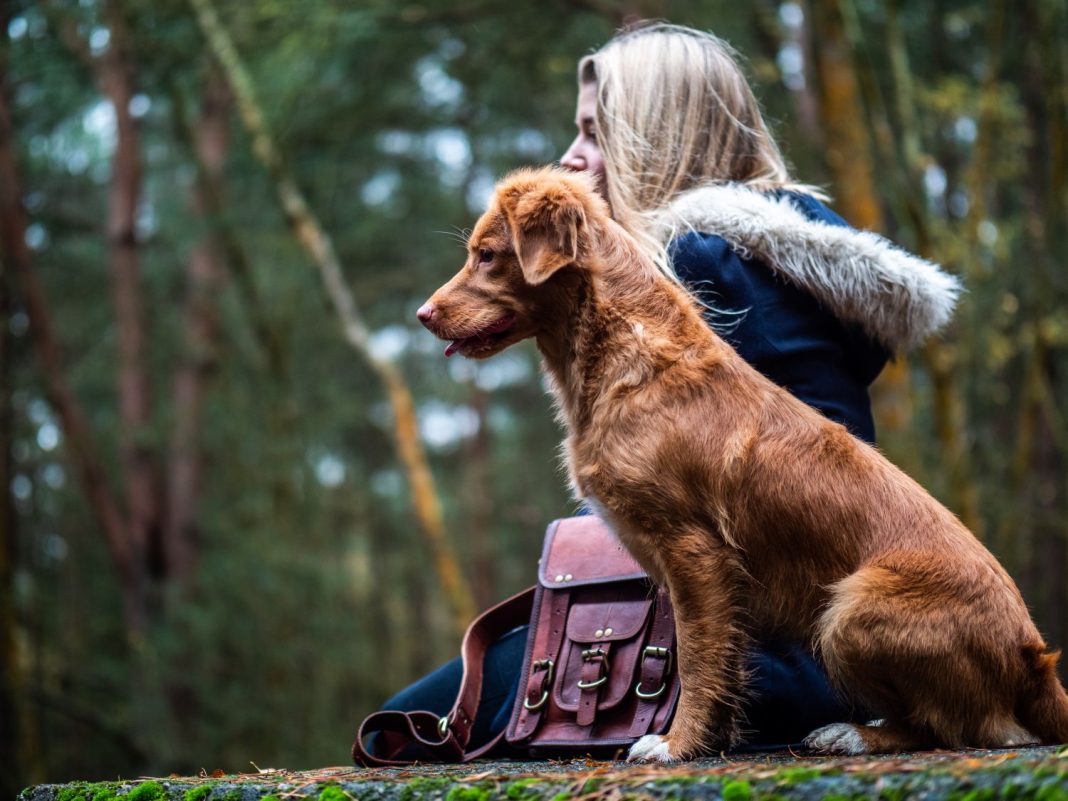 Lugares con encanto de Madrid donde puedes llevar a tu perro suelto