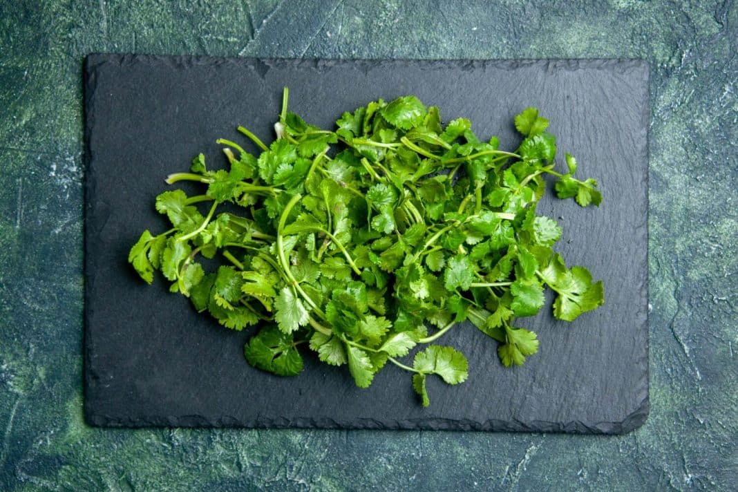 Los beneficios del cilantro que te hará tomarlo cada día