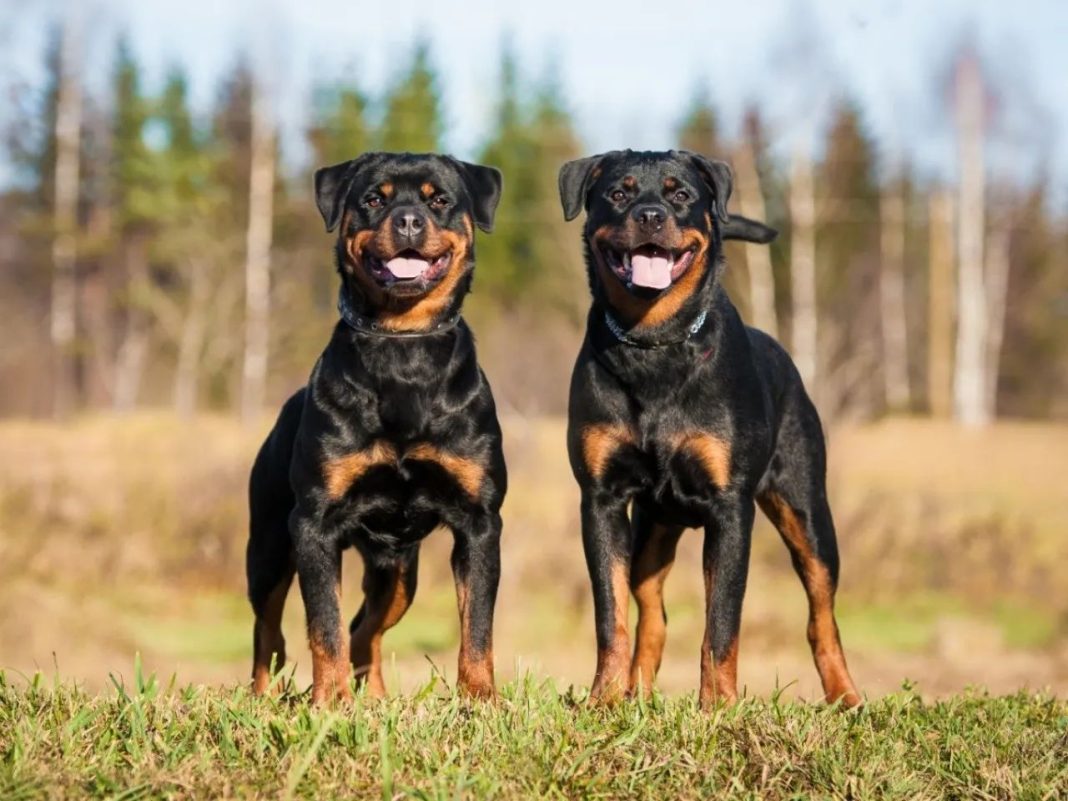 Rottweiler