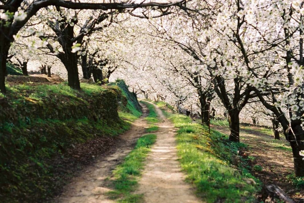 Valle del Jerte en Cáceres