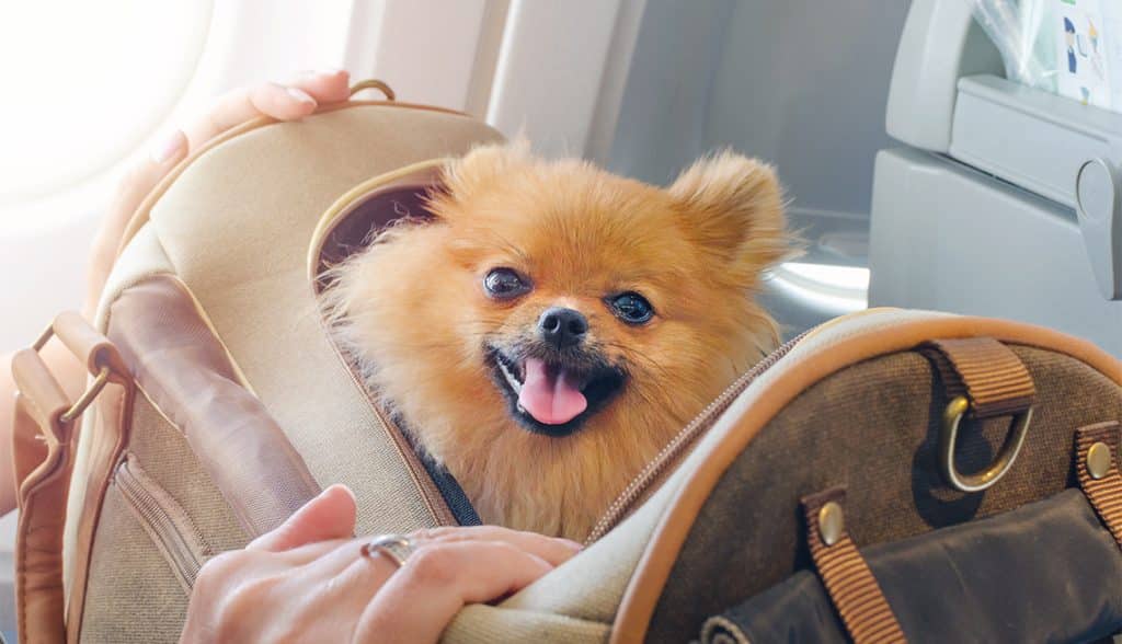 1140 Small Pomeranian On Flight Esp