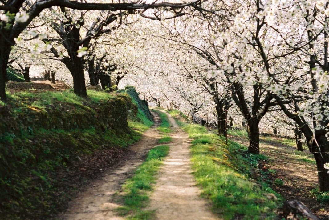 El Valle del Jerte