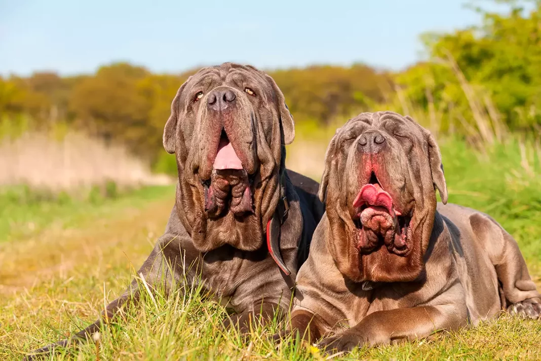 Los expertos advierten: estas son las razas de perros que nunca deberías tener en una casa