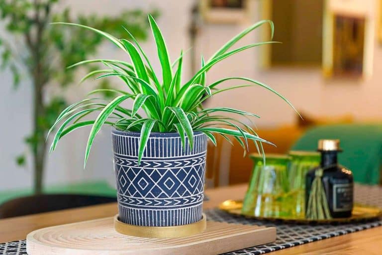 Hogar y Más ofrece ofertas para invertir en decoración primaveral