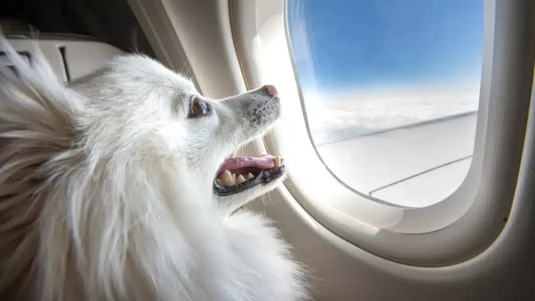 Políticas de las aerolíneas