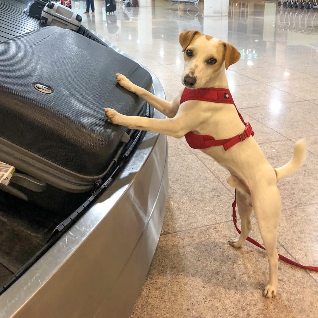 La mejor manera de cuidar a tu perro