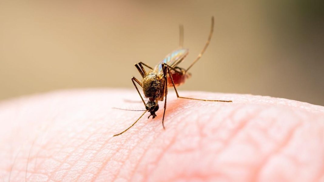 Aldi tiene el remedio definitivo a los mosquitos, y solo cuesta 6 euros