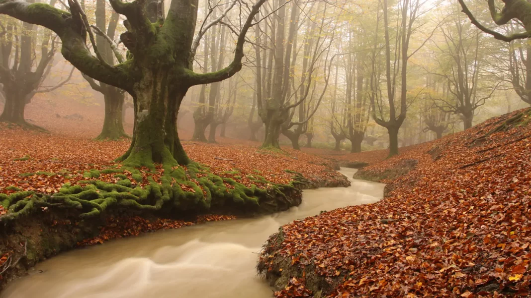 Bosque de Otzarreta (País Vasco): Donde las hayas buscan el cielo