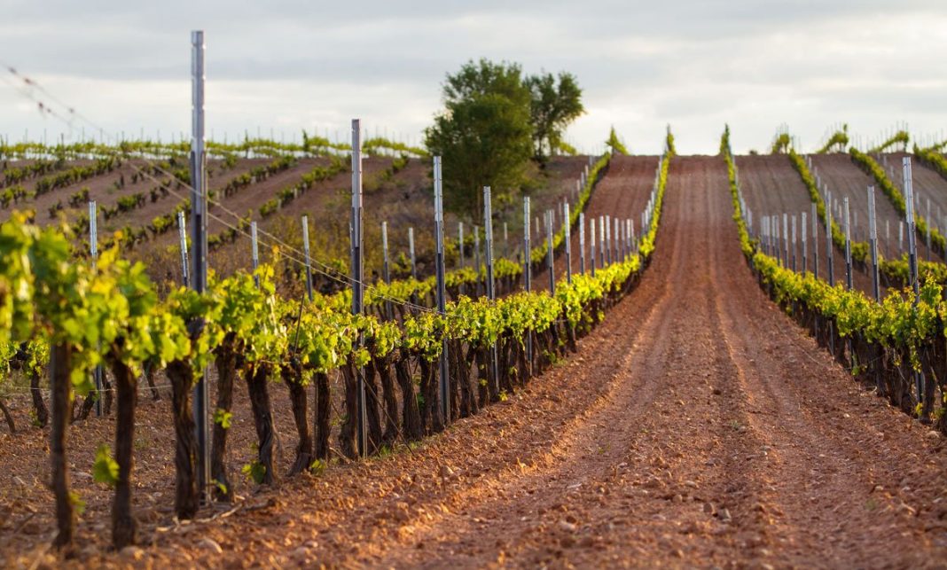 Ruta del vino de Cigales en Valladolid