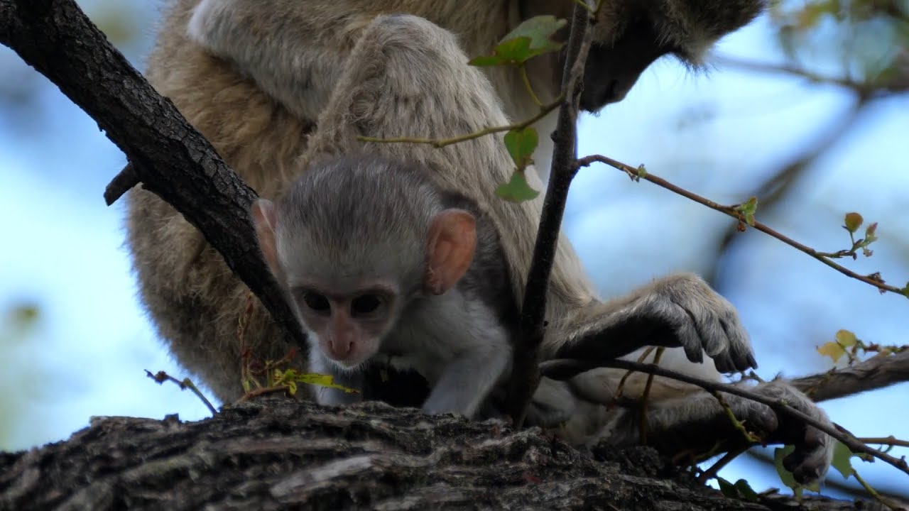 Los machos de macaco practican sexo entre ellos #mundotv