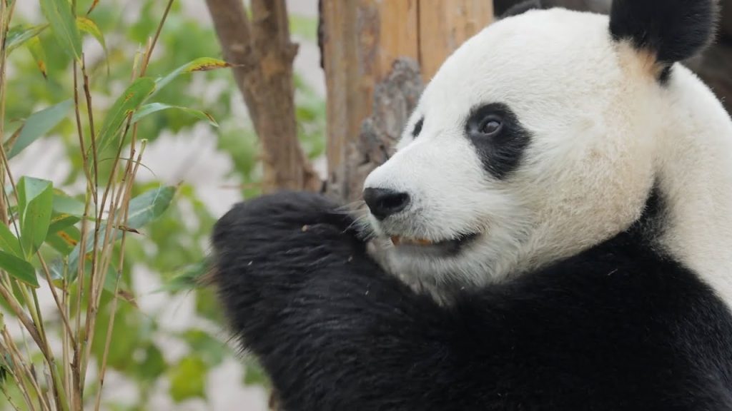 Nacen Pandas Gemelos En Corea De