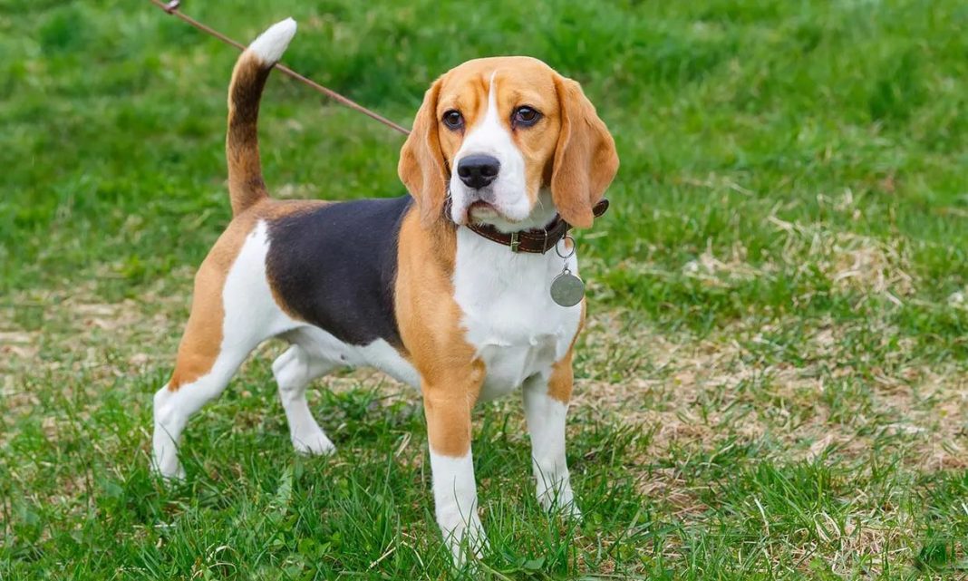 Beagle