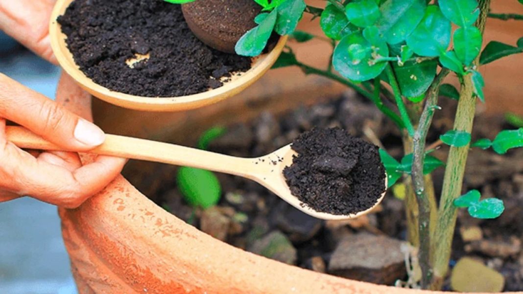 Es un excelente fertilizante para las plantas