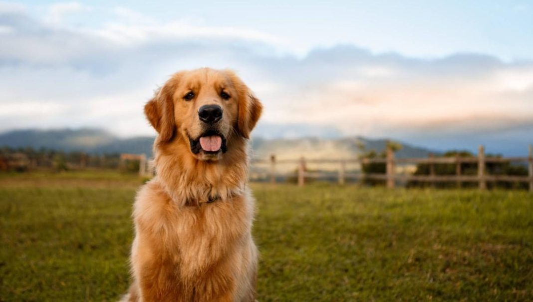 Golden Retriever