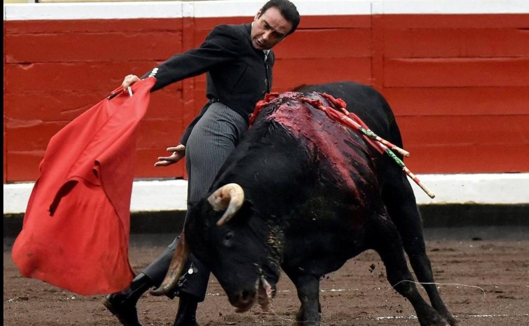 Los toros son criados como reyes