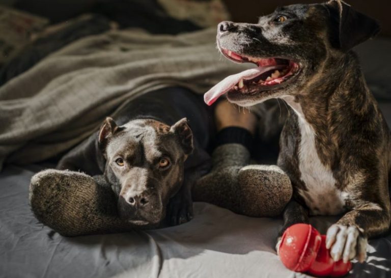 Estas son las razas de perros más peligrosas según la ley