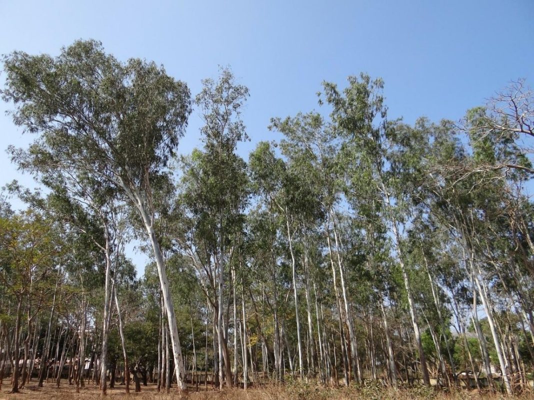 ¿Sabías que el árbol que crece más rápido es el eucalipto?