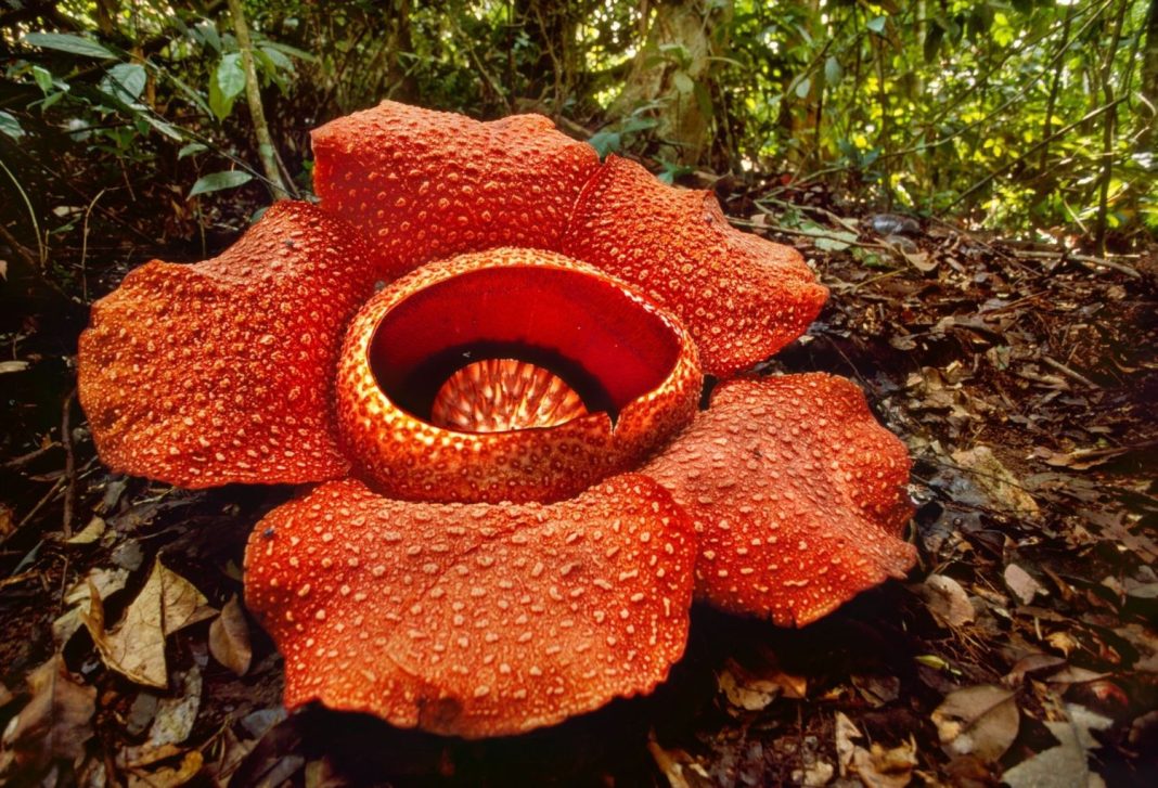 ¿Sabías que la flor más grande del mundo es la Rafflesia?