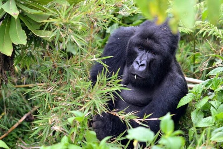 La Universidad de Alicante participa en un proyecto sobre el gorila de montaña en África para ayudar a su conservación