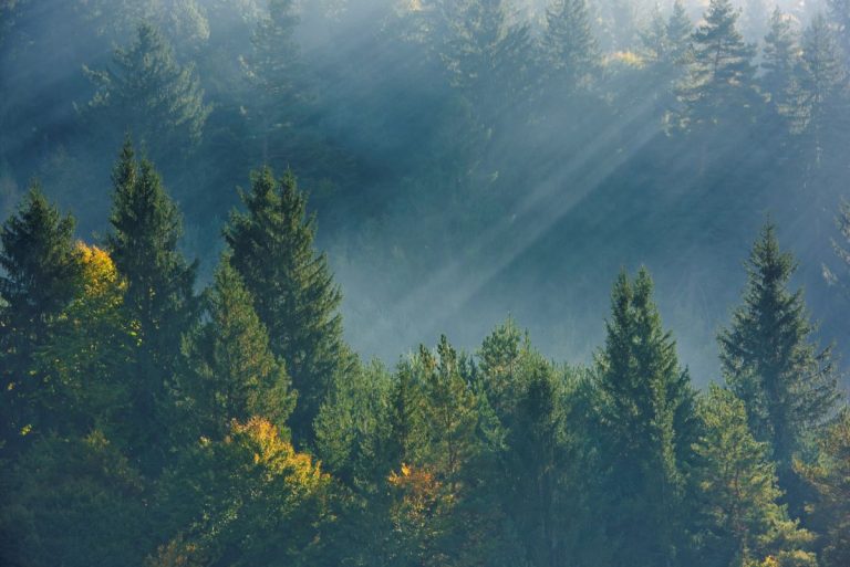 Bank of Climate lanza una nueva línea de negocio dedicada al asesoramiento en la descarbonización