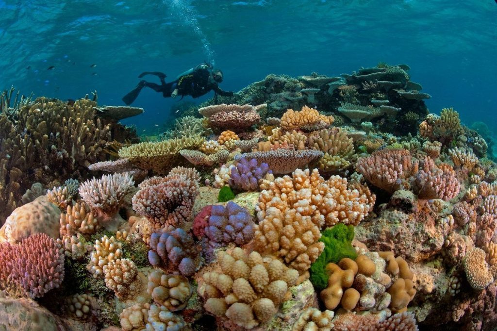 La Gran Barrera De Coral, Australia: Maravillas Bajo El Agua Del Pacífico