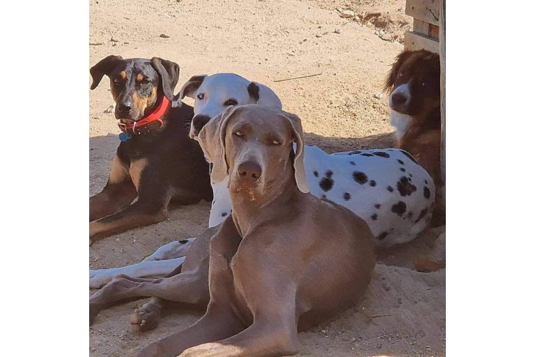 El concepto de guardería canina revolucionado por PERROBUENO